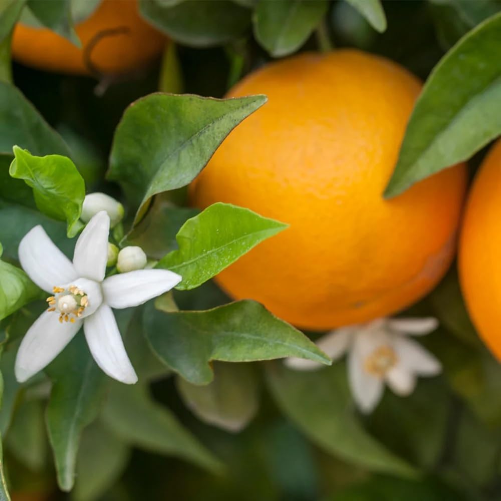 Brighter Blooms - Calamondin Tree, 1-2 Feet - Live Plant - No Shipping to AL, AZ, FL, GA, LA, OR, TX