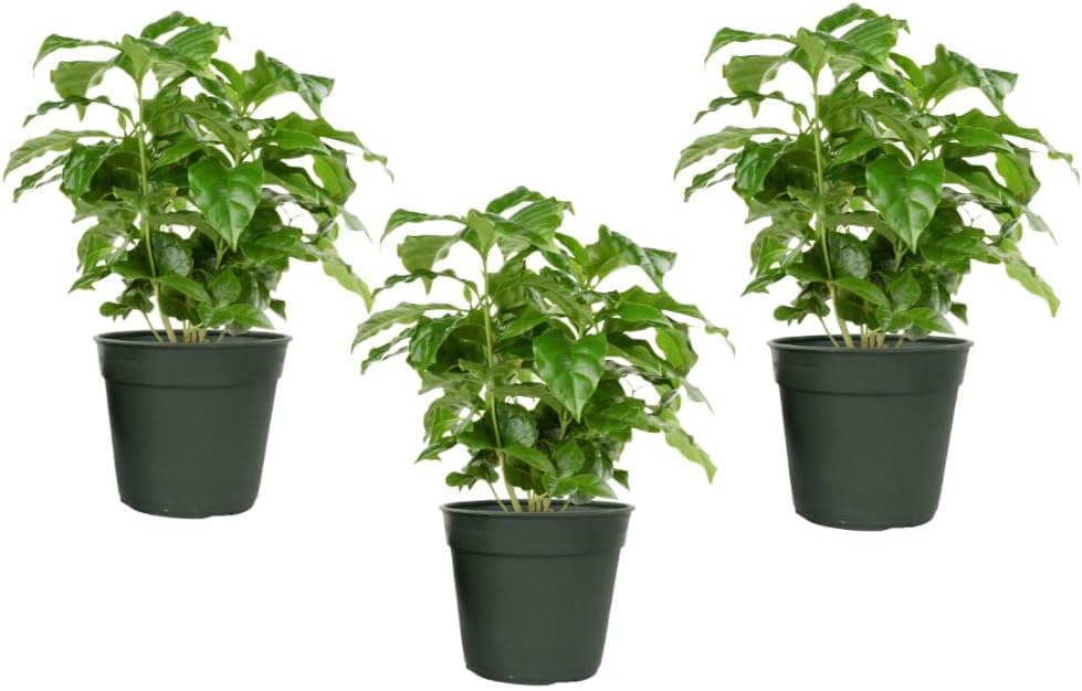 American Plant Exchange Arabica Coffee 3 Pack Fuit Producing Live Plants, Three 4" Pots, Fragrant White Flowers