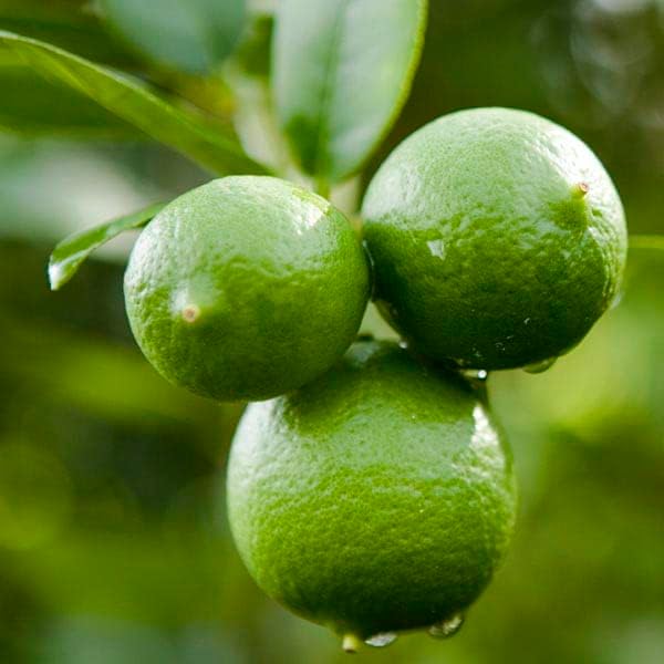 Dwarf Key Lime Tree Plant Live, 1 to 2 Ft Grafted Citrus Plant Fragrant Lemons, for Indoor/Outdoor Growing, Can't Ship to CA