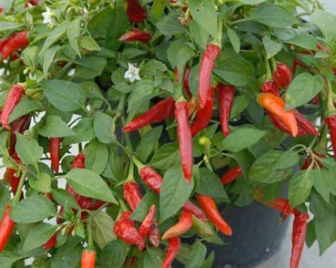 Clovers Garden Super Chili Hot Pepper Plant - Two (2) Live Plants – Non-GMO - Not Seeds – Each 4"-8" Tall in 4 Inch Pots - 40K SHU