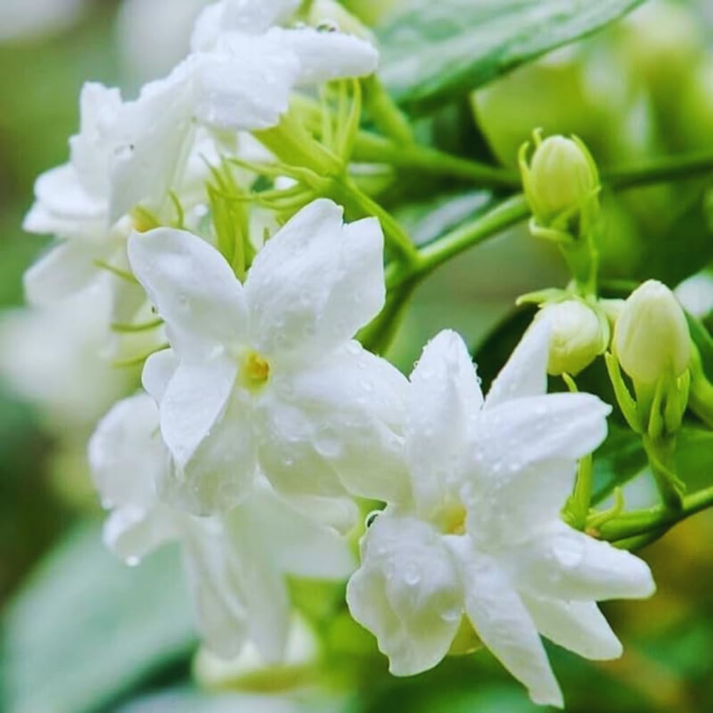 Maid of Orleans Jasmine Plants Live, Arabian Jasmine Plant Indoor, Fragrant Jasmines Flowers 4 to 7 Inch