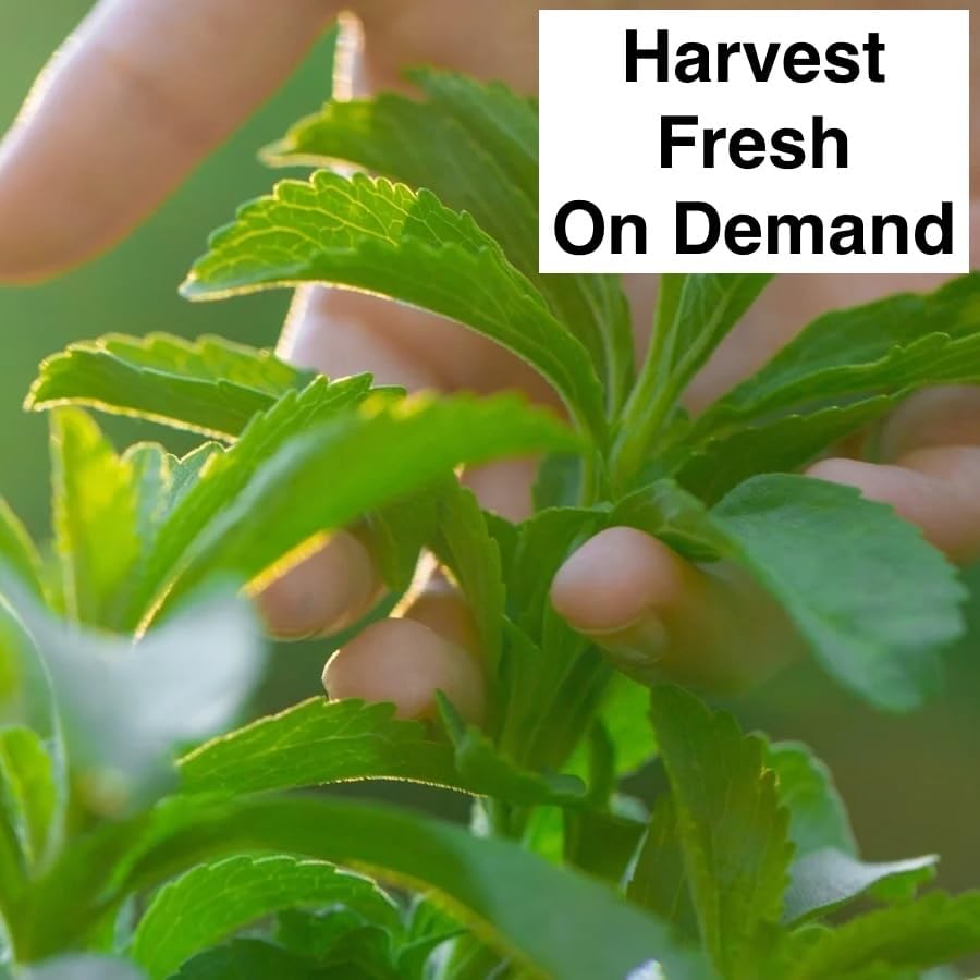 Live Stevia rebaudiana Plants, Sweet Leaf or Sugar Leaf, Natural Sugar Substitute Herb, Easy to Grow (4 stevia Cups)