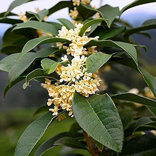 Fragrant Tea Olive | 1 Live Gallon Size Plant | Osmanthus fragrans | Ideal for Gardens & Landscaping | Easy-to-Grow Evergreen Shrub | Delightful Sweet Scent | Decorative & Versatile