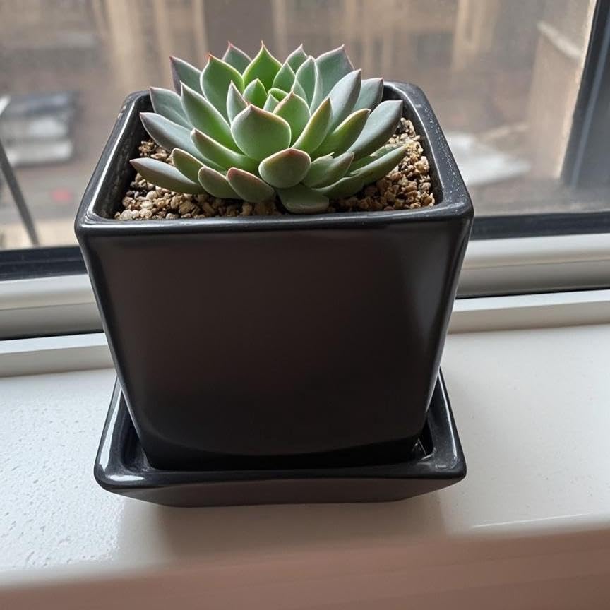 Square Plant Saucer 4 Inch 2 Pack，Plant Trays for Pots, Black Ceramic Plant Saucers for Indoors Outdoors, Plant Drip Tray 4 6 8 10 12 14 Inch