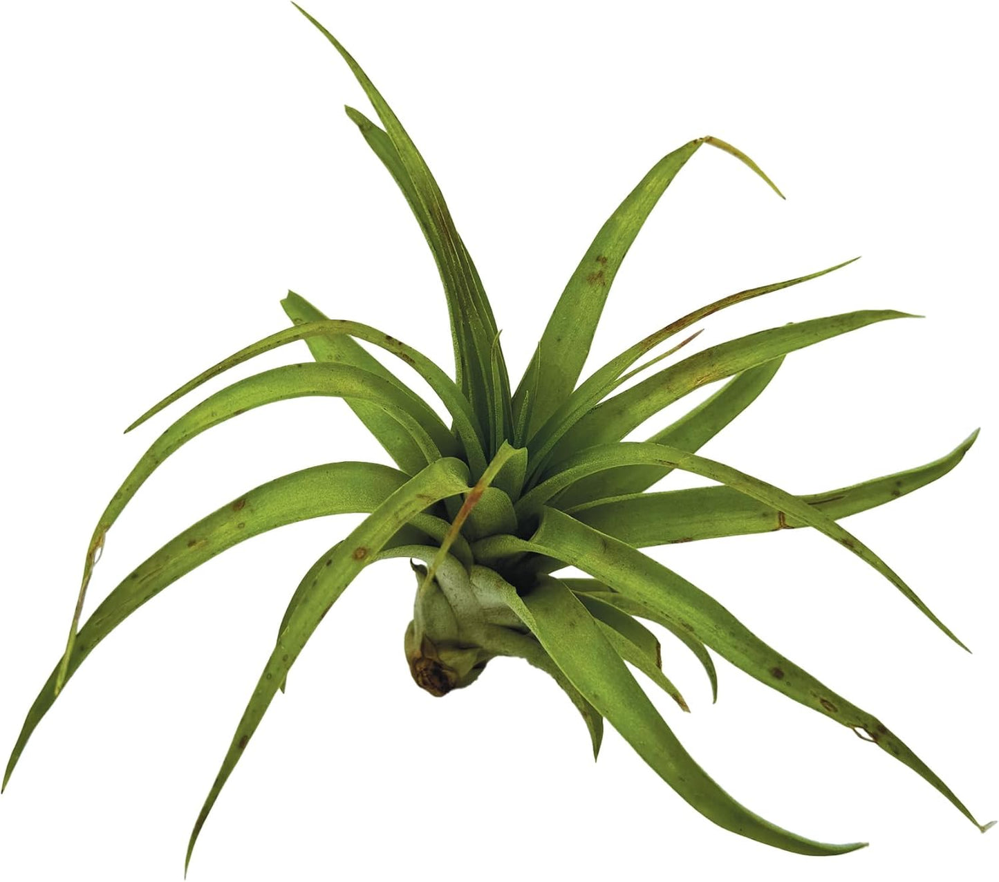 Air Plants - Tillandsia Brachycaulos Multiflora, Jumbo 5-7" - 3 ct - Live Arrival Guaranteed - House Plants for Home Decor & Gift