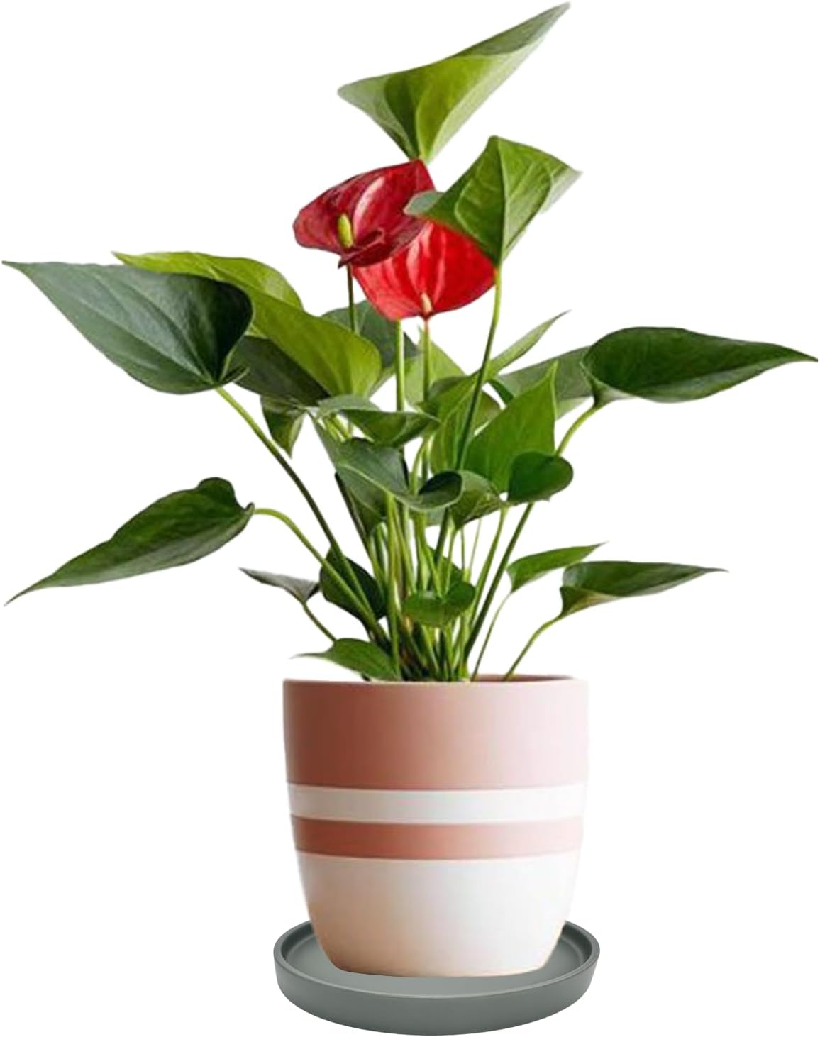 2 Pack Ceramic Plant Saucer Pot Tray 6 Inch, Planter Saucers 4 5 6 7 8 9 10 11 12 13 Inch for Indoors Outdoor, Durable Sturdy Flower Drainage drip Water Tray for Glazed Pots Base (6.4 Inch-Grey)