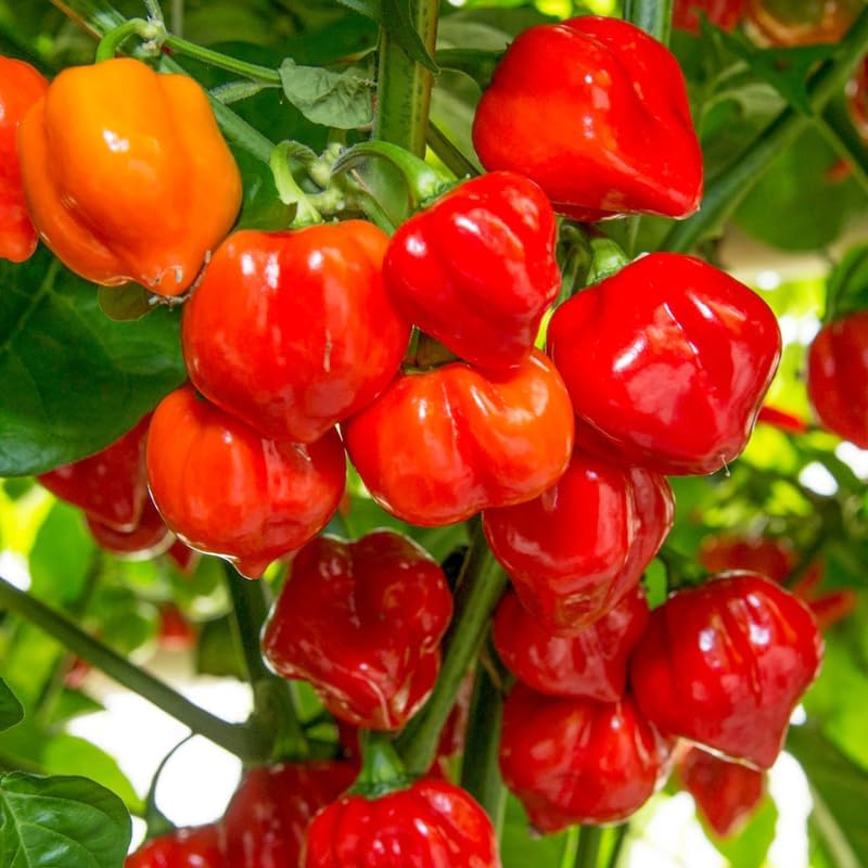 Pack 2 Red Carolina Reaper Pepper Live Plants, Carolina Reaper Plants Live, Carolina Reaper Pepper Plant, Carolina Reaper Seedlings for Growing, 80 Days Old Plants