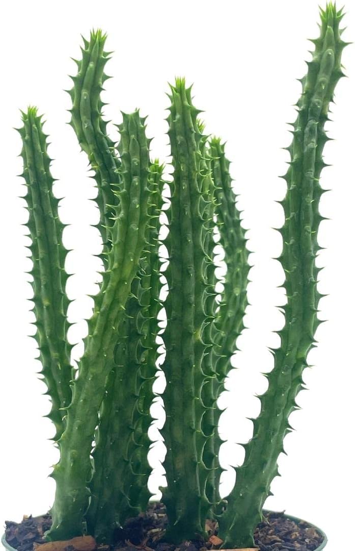 BubbleBlooms Huernia Red Dragon Stapelia Cactus/Huernia penzigii, in 4 inch Pot