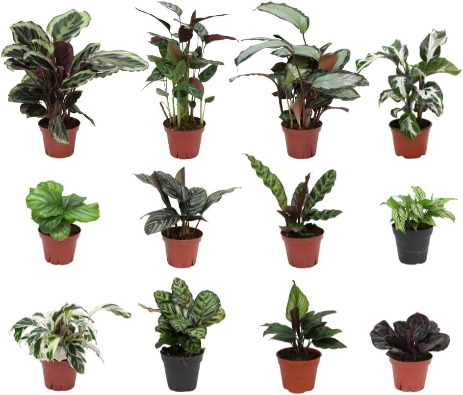 Calathea Assorted 4" pots: Grower's Pick, Indoor Plants, Easy Care Houseplant, Starter Plant,Live Indoor, Easy to Grow - Beginner Plant by Coollectiveplants (4 Pack)