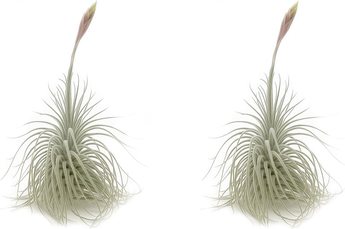 Live air Plant - Tillandsia Tectorum Air Plant 4-6" – 2ct – Unique Shape with Silvery Fuzz – Low Maintenance Houseplant – Perfect for Decor, Terrariums, Gifts - Live Arrival Guaranteed