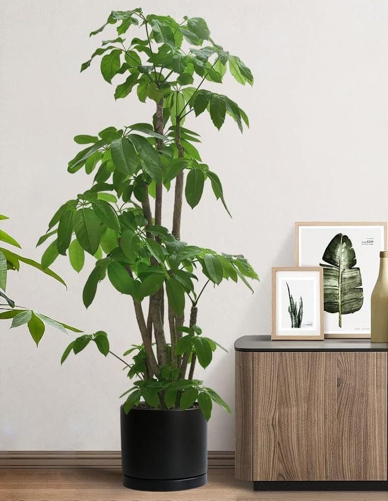 Ceramic Plant Saucer Pot Tray 2 pack-12 Inch, Planter Saucers 4 5 6 7 8 9 10 11 12 Inch for Indoors Outdoor, Durable Sturdy Flower Drainage Tray for Glazed Pots Base (12.5 Inch-2-Black)