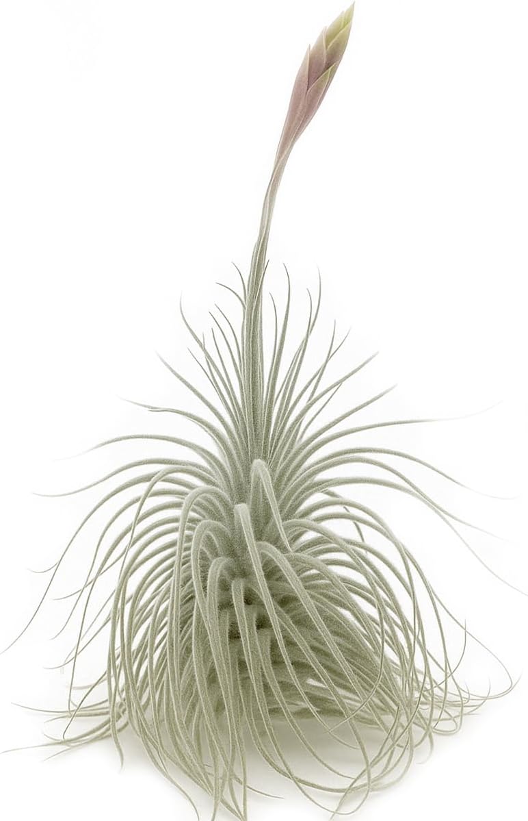 Live air Plant - Tillandsia Tectorum Air Plant 4-6" – 3ct – Unique Shape with Silvery Fuzz – Low Maintenance Houseplant – Perfect for Decor, Terrariums, Gifts - Live Arrival Guaranteed