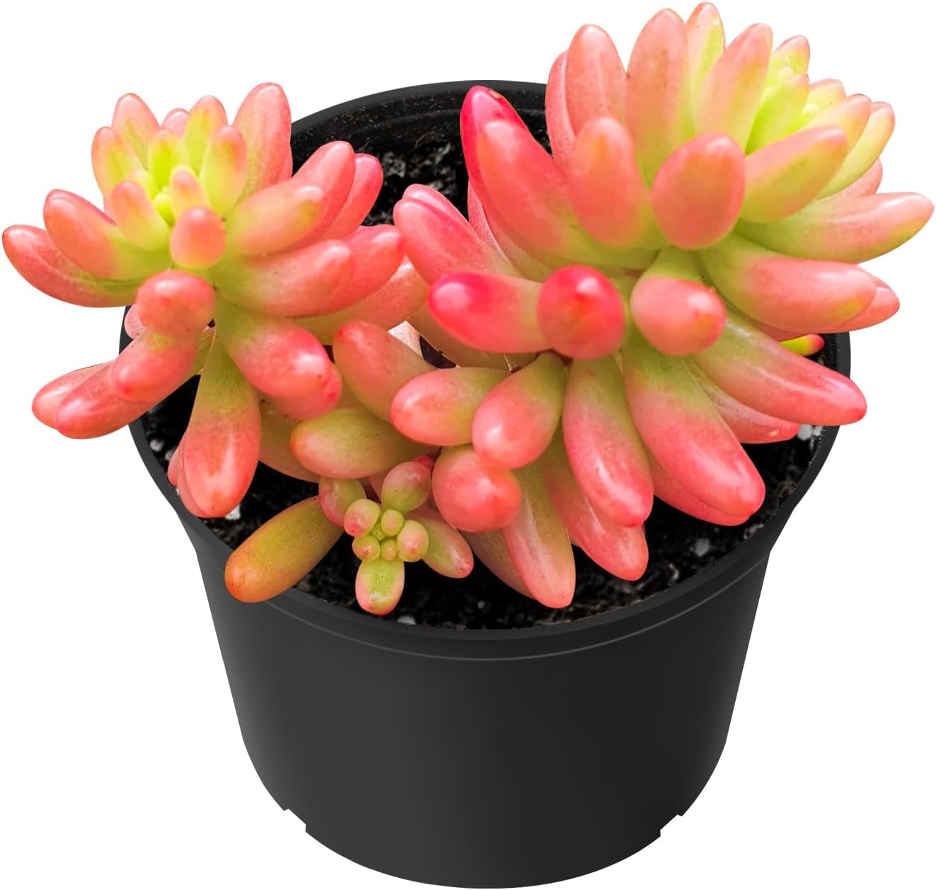 Sprout N Green Sedum Rubrotinctum 'Roseum', Mini Live Succulent Fully Rooted in 2 inch Starter Pot, House Plant for Indoor Outdoor Home Office Wedding Decoration Party Favor