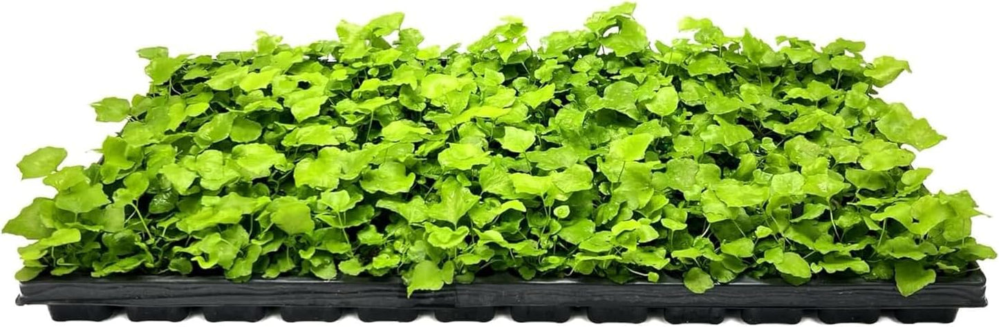 Japanese Holly Fern - 20 Live Plants - Cyrtomium Falcatum Rochfordianum