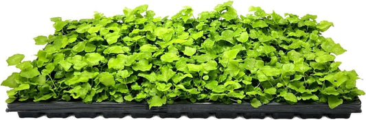 Japanese Holly Fern - 20 Live Plants - Cyrtomium Falcatum Rochfordianum