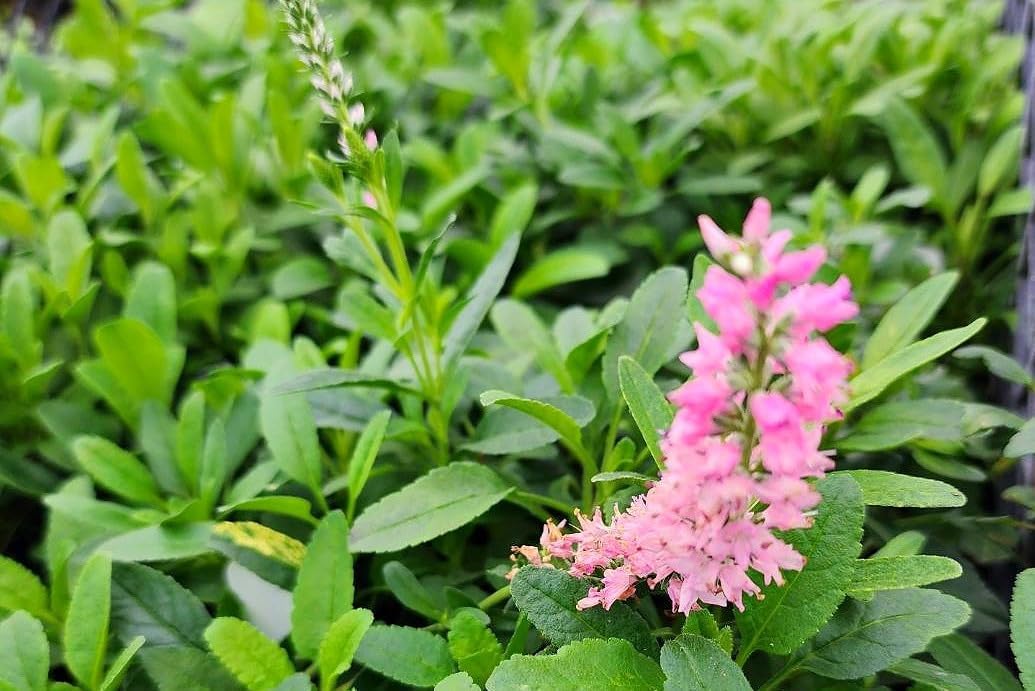 Greenwood Nursery: Live Perennial Plants - 'Red Fox' Spiked Speedwell + Veronica Spicata - [Qty: 10x Pint Pots] - (Click for Other Available Plants/Quantities)