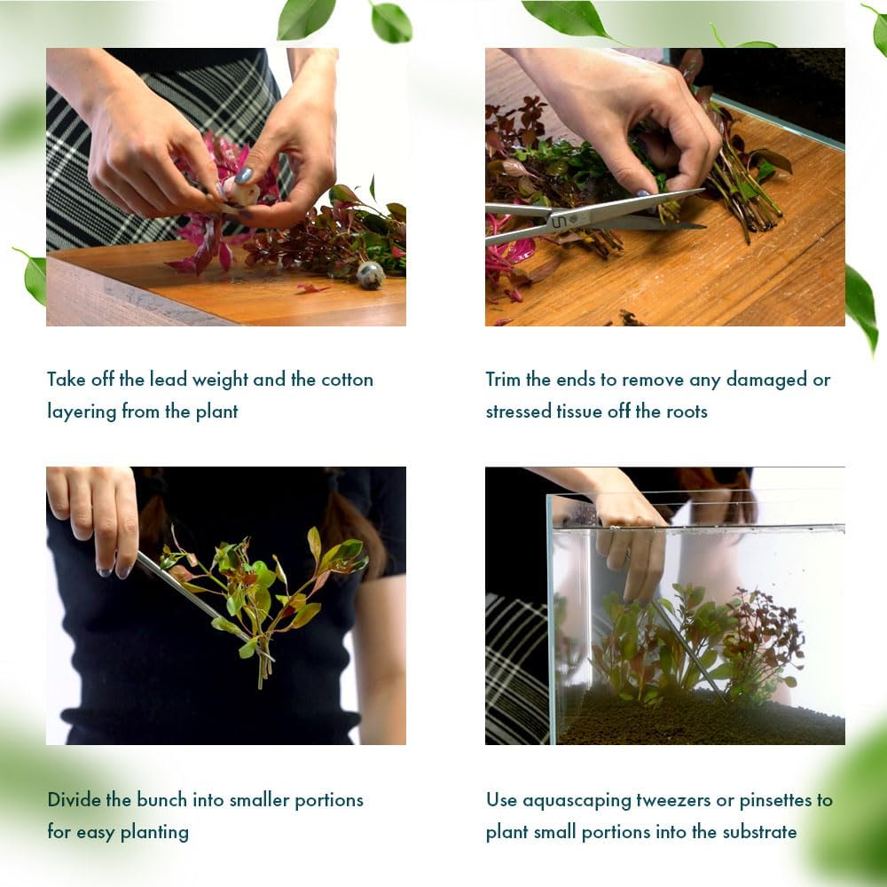 Live Plant - Ludwigia Ovalis - Easy Care, Moderate to High Light, Green to Orange Accent, Freshwater Aquatic Plant for Aquascaping - Lead Bunch