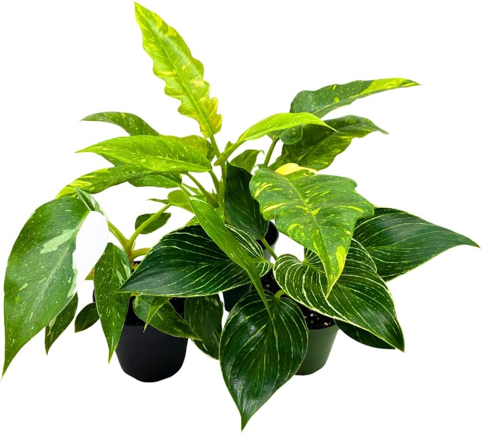 BubbleBlooms Rare Variegated Philodendron Assortment in 4 inch Pots Set of 3