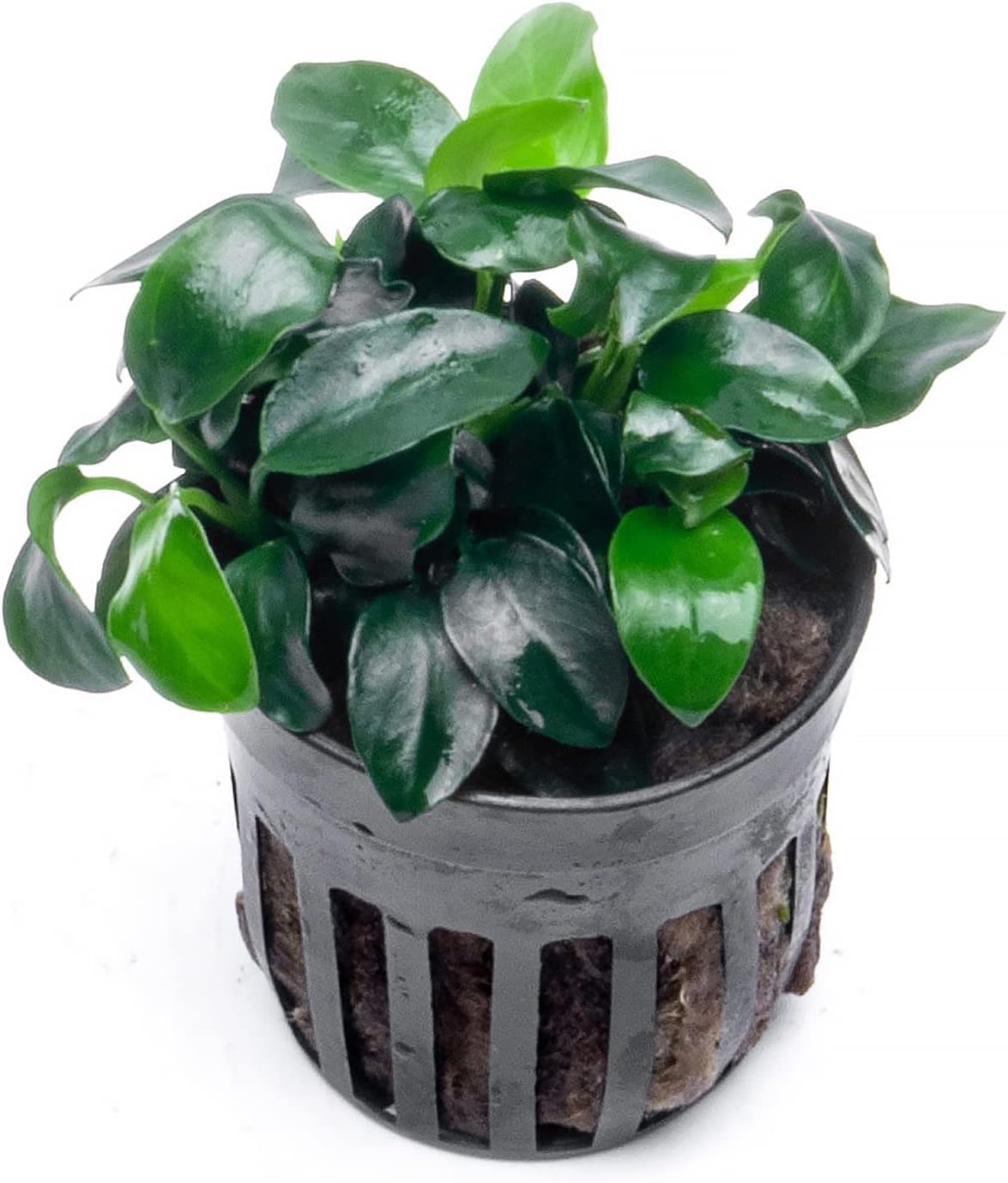 Anubias Live Aquarium Plants - Potted Freshwater Plant for Fish Tanks, Terrariums - Beginner Friendly Low Light (Nana Petite, 5 Pots)