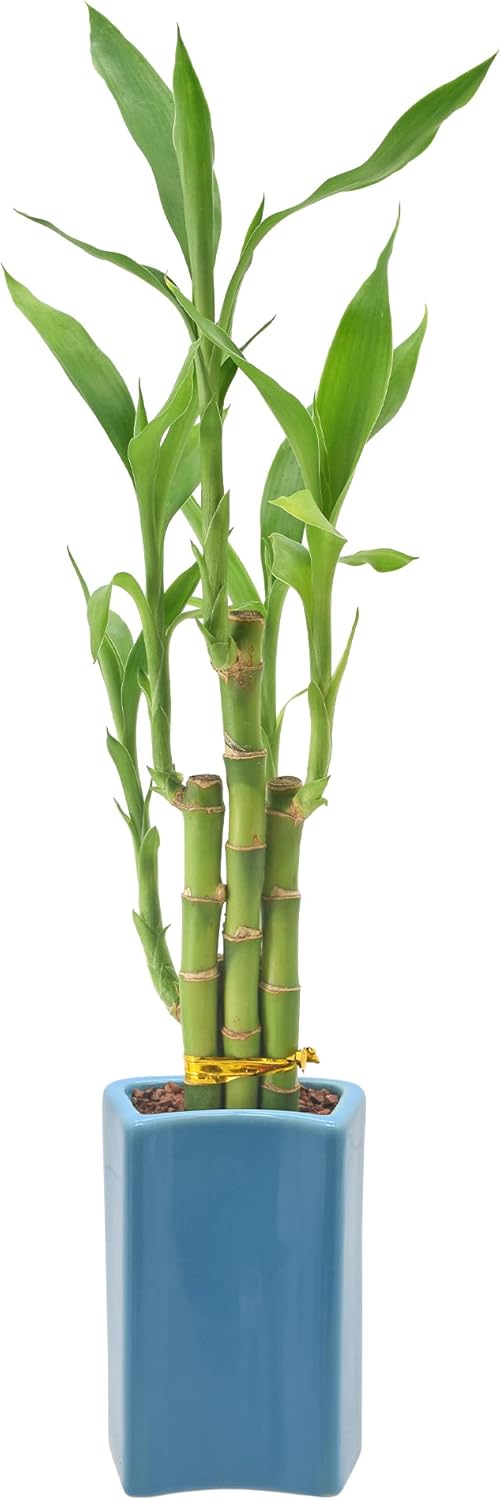 5-Stem Lucky Bamboo, Live Indoor Plant in Contour II Ceramic Planter for Home, Work, or Gift, Blue ***Cannot Ship to Hawaii***
