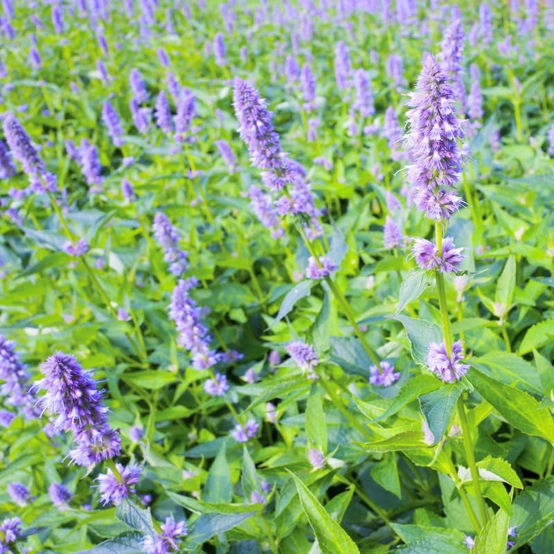 Greenwood Nursery: Live Perennial Plants - Agastache Blue Fortune + Giant Hyssop - [Qty: 10x Pint Pots] - (Click for Other Available Plants/Quantities)