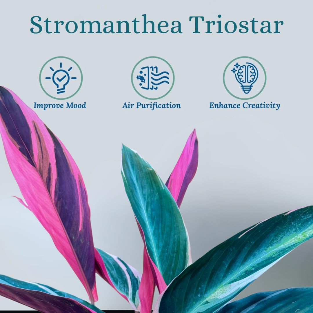 Stromanthe Triostar - Colorful Live Indoor Plant, Calathea Prayer Plant, Air Purifier & Elegant Home Decor, Ideal for Room Decor, Triostar Houseplant