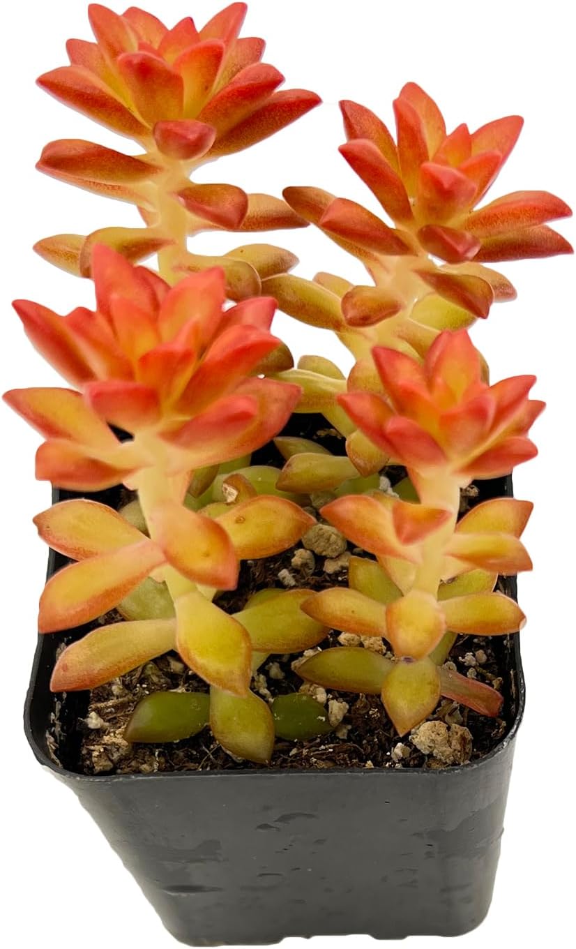 Sprout N Green Sedum adolphii 'Shooting Stars', Mini Live Succulent Fully Rooted in 2 inch Starter Pot, House Plant for Indoor Outdoor Home Office Wedding Decoration Party Favor