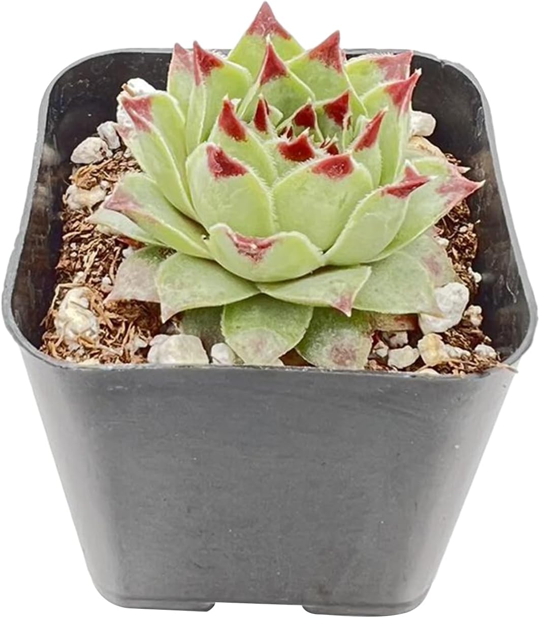 Live Succulent Sempervivum 'calcareum', Approx 2-inch Large, Potted Succulents, Fully Rooted, Easy Care House Plants