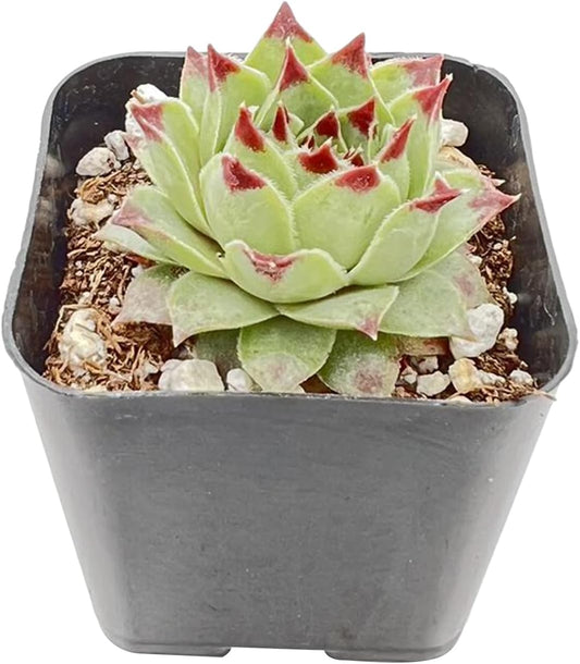 Live Succulent Sempervivum 'calcareum', Approx 2-inch Large, Potted Succulents, Fully Rooted, Easy Care House Plants