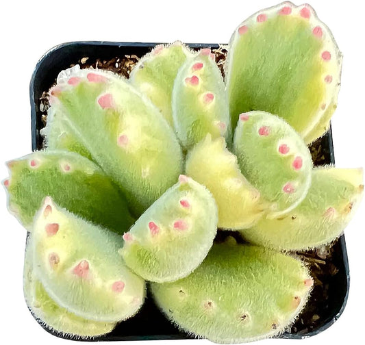Sprout N Green Variegated Bear’s Paws in 2" Starter Pot, Live Succulent Plant Fully Rooted in Planter with Soil, Home Office Indoor Outdoor Wedding Decoration DIY Project