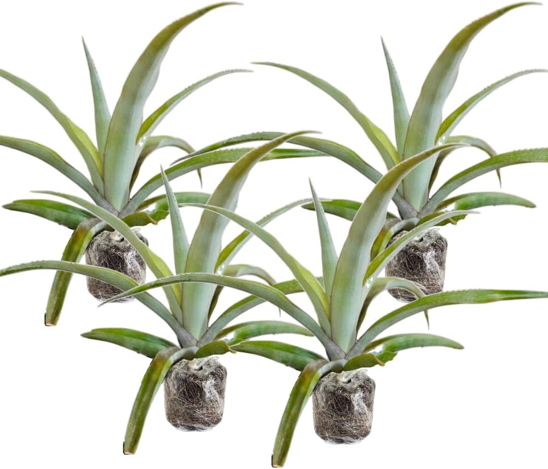 3 White Jade Pineapple Plants Live, 5-9 Inch Tall, Tropical Pineapple Fruit Tree Seedlings for Planting