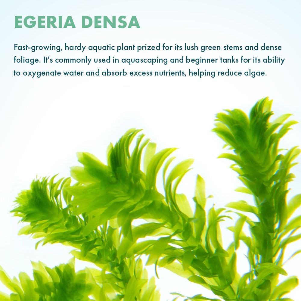 Live Plant - Anacharis (Egeria densa) - Easy Care, Low to Medium Light, Bright Green Accent, Freshwater Aquatic Plant for Aquascaping - Lead Bunch
