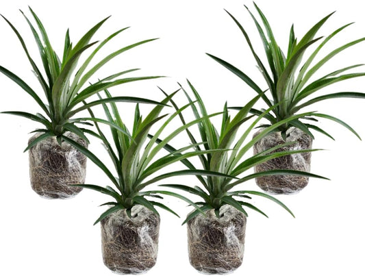 3 Elite Gold Pineapple Plants Live, 5-9 Inch Tall, Tropical Pineapple Fruit Tree Seedlings for Planting
