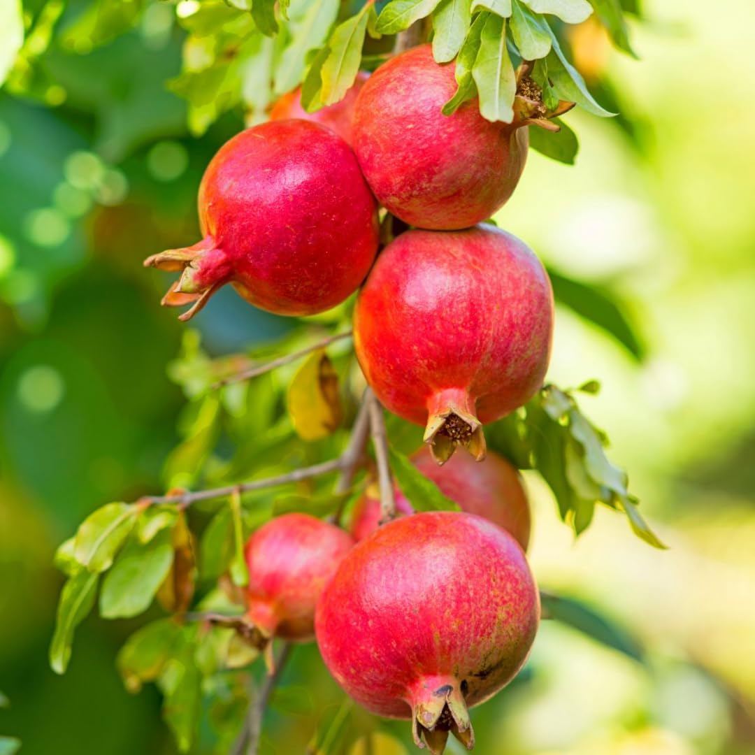 Pack 2 Wonderful Pomegranate Tree, Hardy Red Pomegranate Bush - for Gardens and Pots- Full Roots and Easy to Plant, Size 5 to 10 Inch Tall