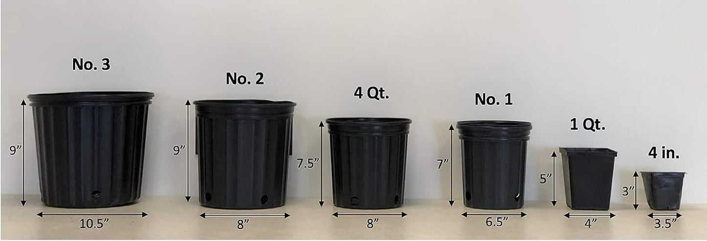 Perennial Farm Clematis Boulevard® Sarah Elizabeth™ Hybrid – Live Flowering Vine in 4 Quart Container, Soft Pink Blooms, Compact Habit, Long Blooming, Perfect for Trellises, Containers & Small Spaces