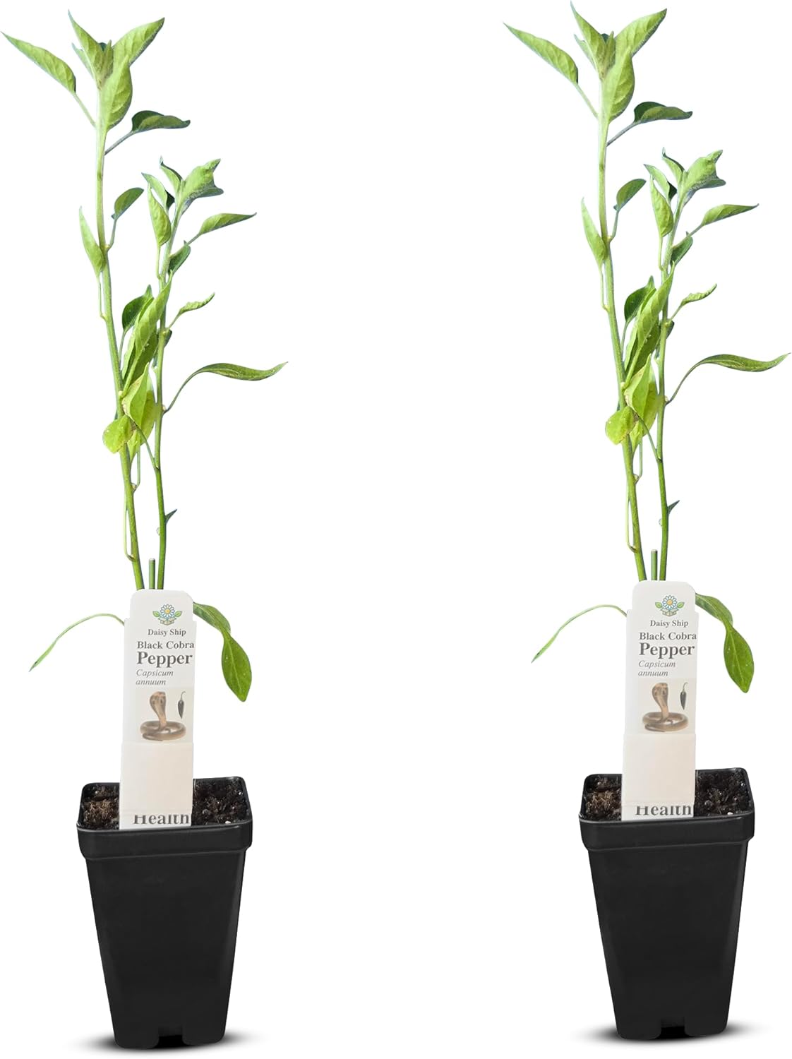 Premium Black Cobra Pepper (Capsicum Annuum) - Rare & Exotic Hot Chili Pepper, Perfect for Home Gardening and Gourmet Cooking (2 bkcbr pep Cups)