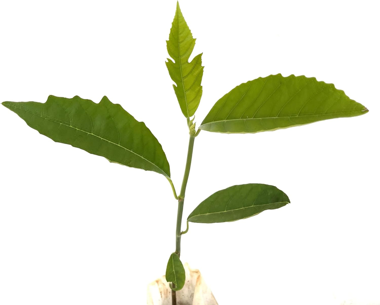 Breadfruit Tree - Live Big Fruit Tree 12"-24" Tropical Plantae