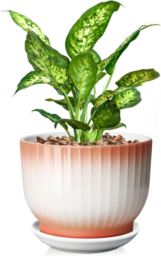 8 Inch Plant Pot, Ceramic Planter with Drainage and Saucer, Ceramic Pots for Plants, Indoor Plant pots,Ceramic Flower pots(Orange+ White, Plants NOT Included)