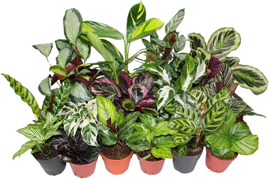 Calathea Assorted 4" pots: Grower's Pick, Indoor Plants, Easy Care Houseplant, Starter Plant,Live Indoor, Easy to Grow - Beginner Plant by Coollectiveplants (10 Pack)