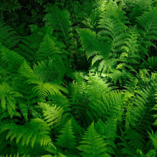 10 Lady Ferns Bare Roots, Ferns Live Plants Outdoor Indoor Planting, 4 to 6 Inc Tall Bare Roots