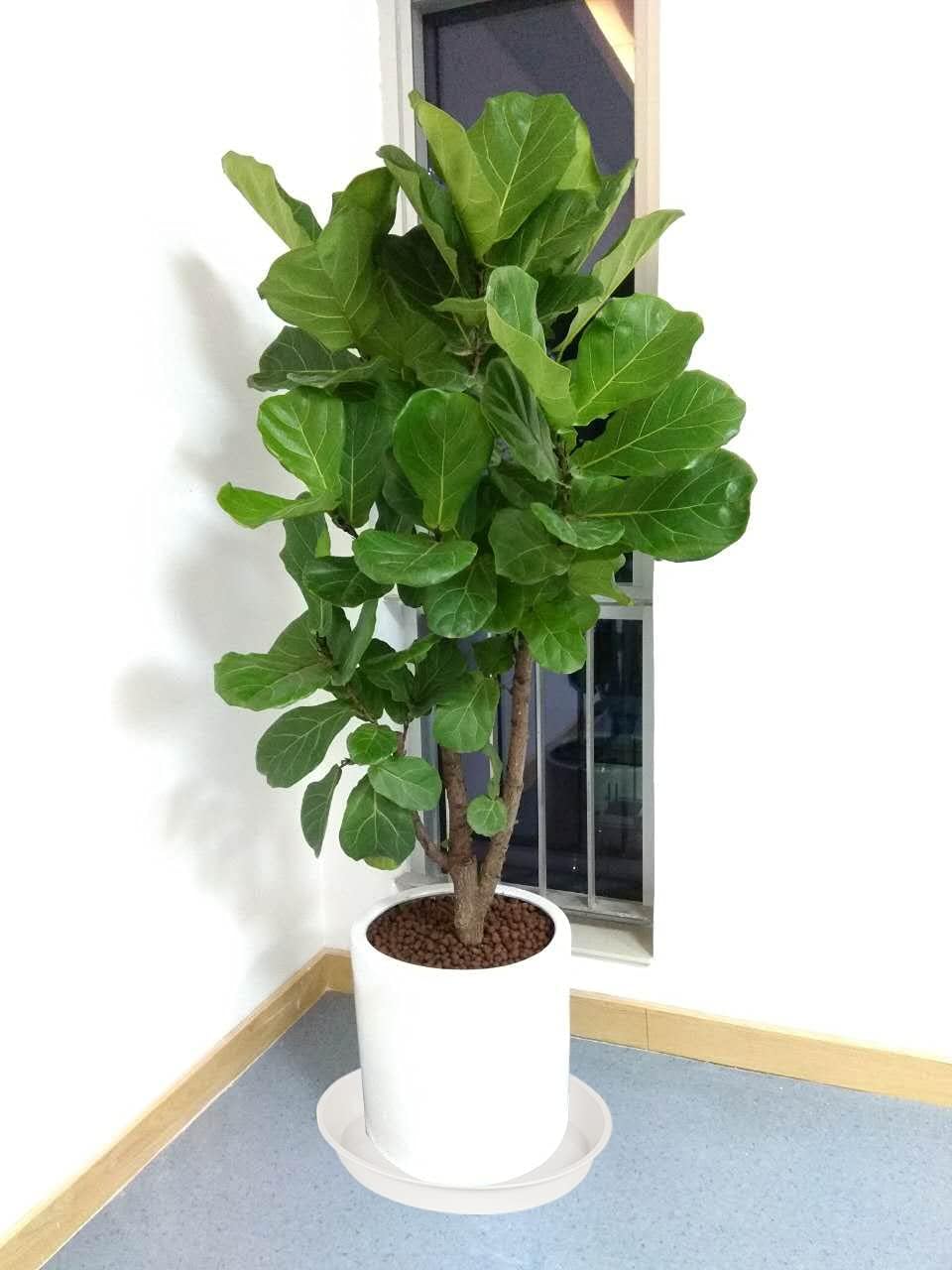 2 Pack of Bird Bath Bowl 12", 1.6" Depth, 10 12 inch Birdbath Bowls Dish Only for The Garden, Large Plant Saucer (12", Creamy White)