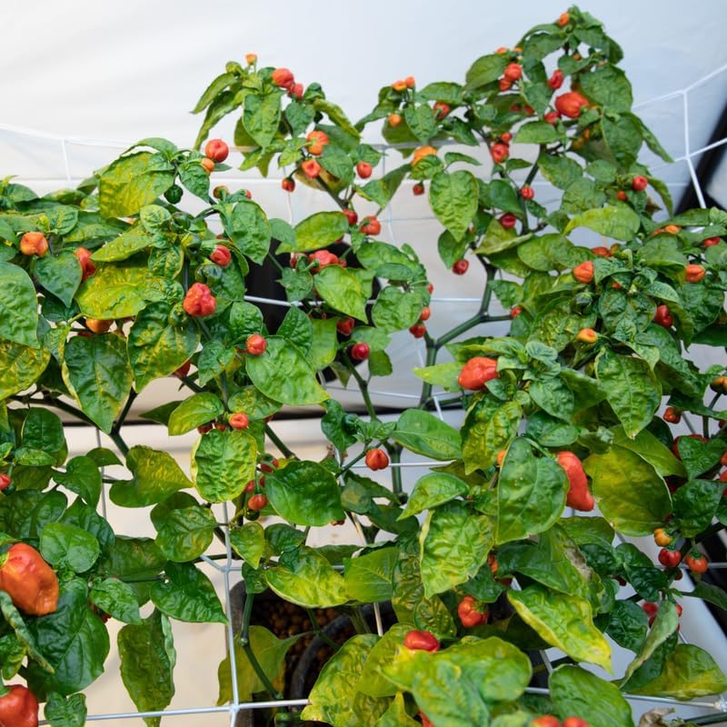 Pack 2 Red Carolina Reaper Pepper Live Plants, Carolina Reaper Plants Live, Carolina Reaper Pepper Plant, Carolina Reaper Seedlings for Growing, 80 Days Old Plants