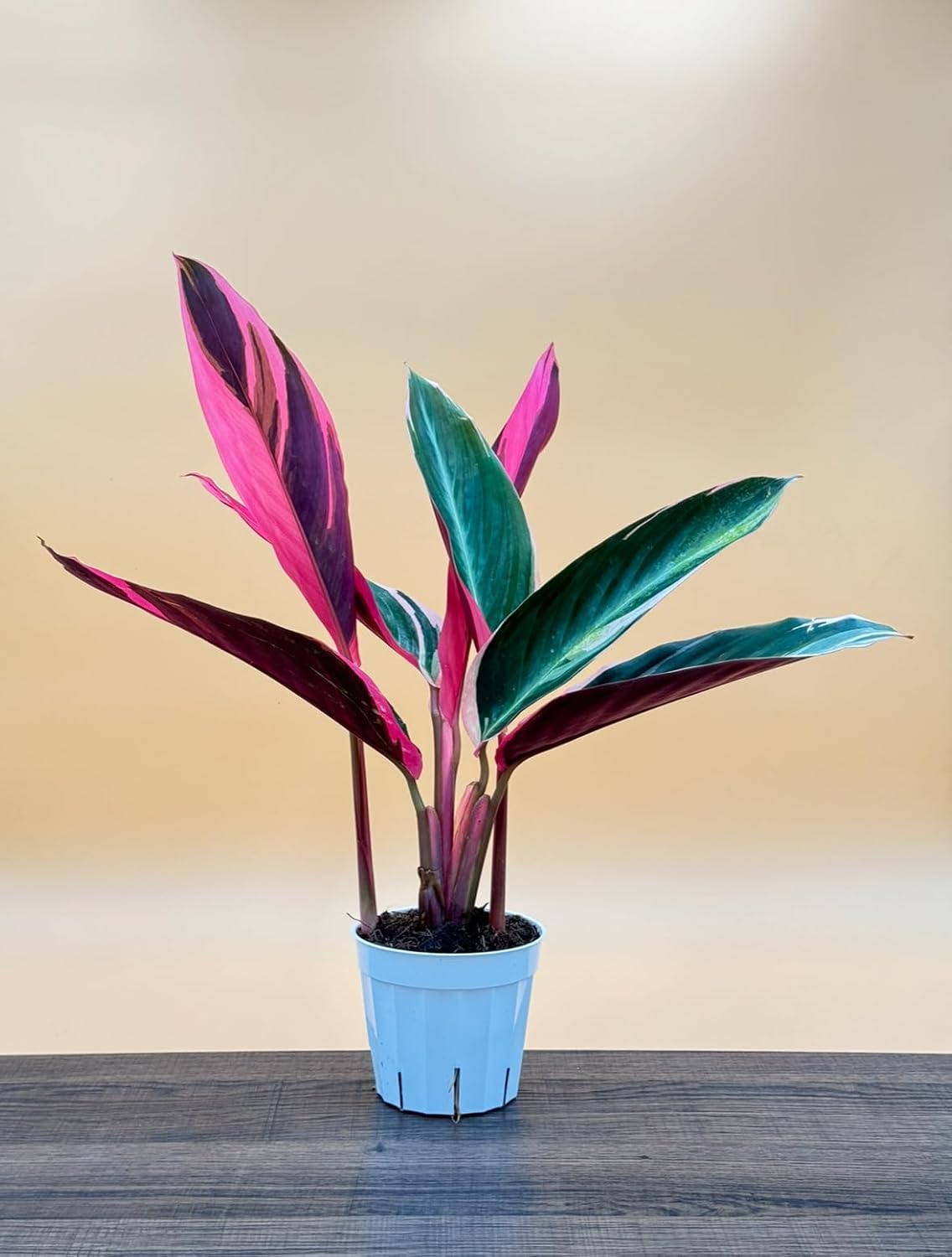 Stromanthe Triostar - Colorful Live Indoor Plant, Calathea Prayer Plant, Air Purifier & Elegant Home Decor, Ideal for Room Decor, Triostar Houseplant