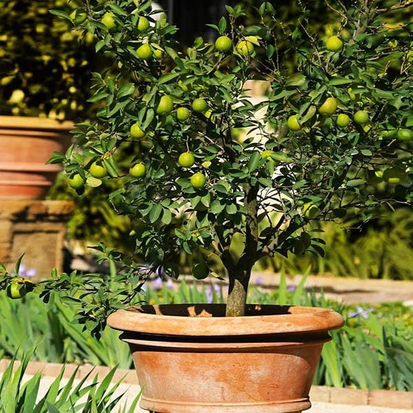 Brighter Blooms - Key Lime Tree, 1-2 ft. - No Shipping to AL, AZ, CA, FL, GA, LA, MS, OR, TX