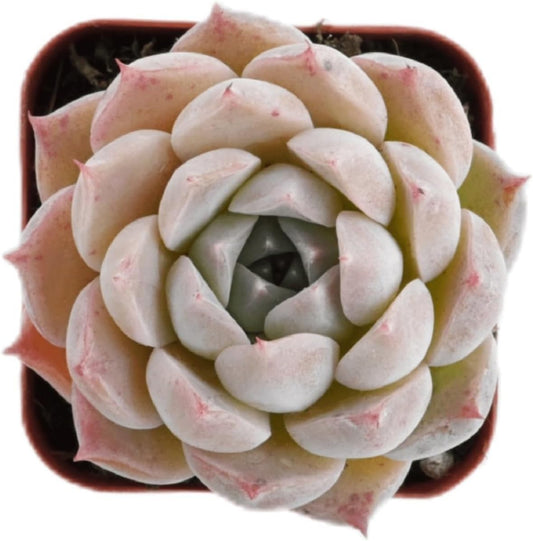 2" Rare Succulent Echeveria 'Perfume Taro', Live Succulents Plants Fully Rooted in Grower Pots, Unique Gift for Wedding Favor, Party Favor