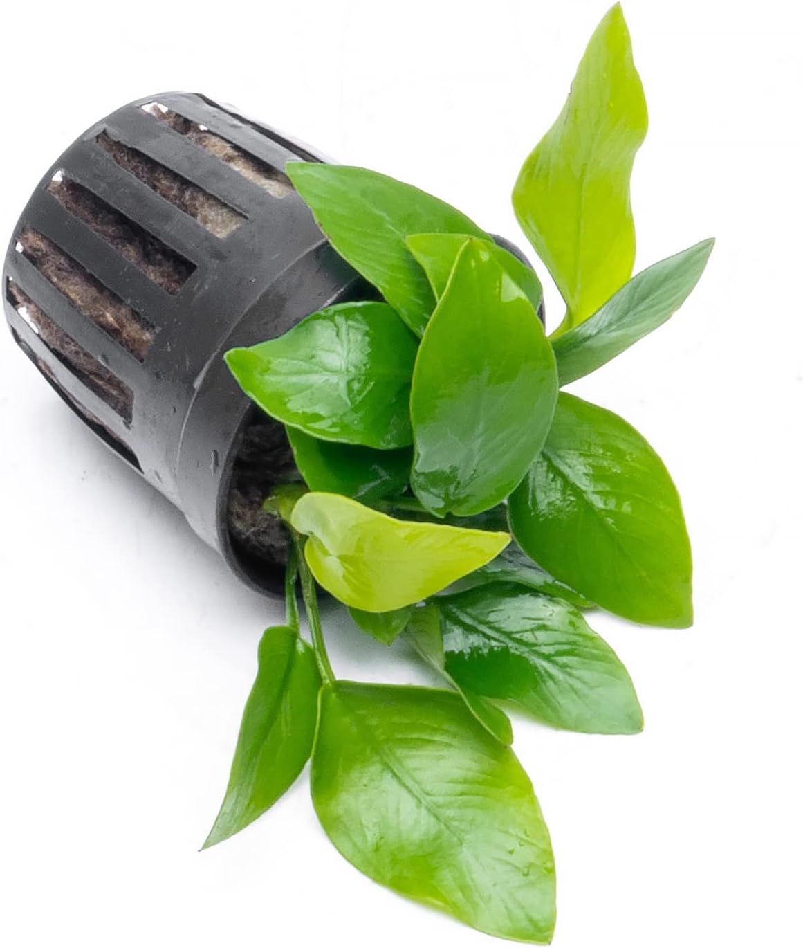 Anubias Live Aquarium Plants - Potted Freshwater Plant for Fish Tanks, Terrariums - Beginner Friendly Low Light (Nana Golden, 3 Pots)