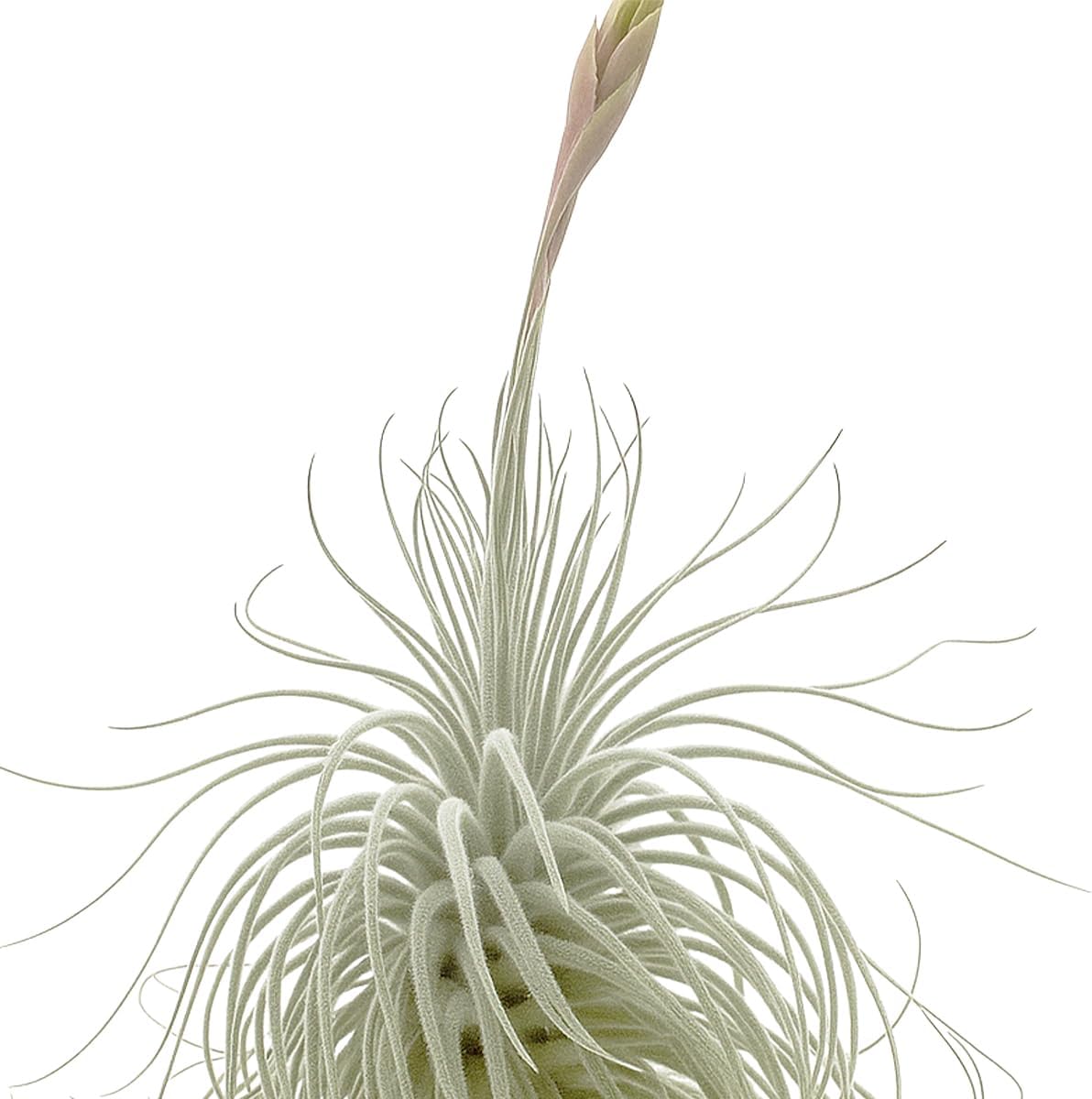 Live air Plant - Tillandsia Tectorum Air Plant 4-6" – 3ct – Unique Shape with Silvery Fuzz – Low Maintenance Houseplant – Perfect for Decor, Terrariums, Gifts - Live Arrival Guaranteed