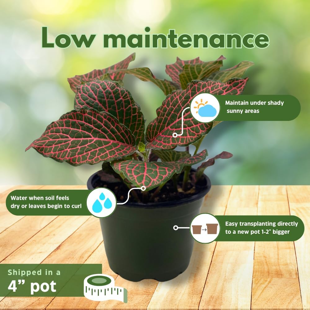 BubbleBlooms Red Fittonia Albivenis Nerve Plant in a 4 inch Pot Silver Net Leaf, Mosaic Jewel Creeping Indoor Plant verschaffeltii