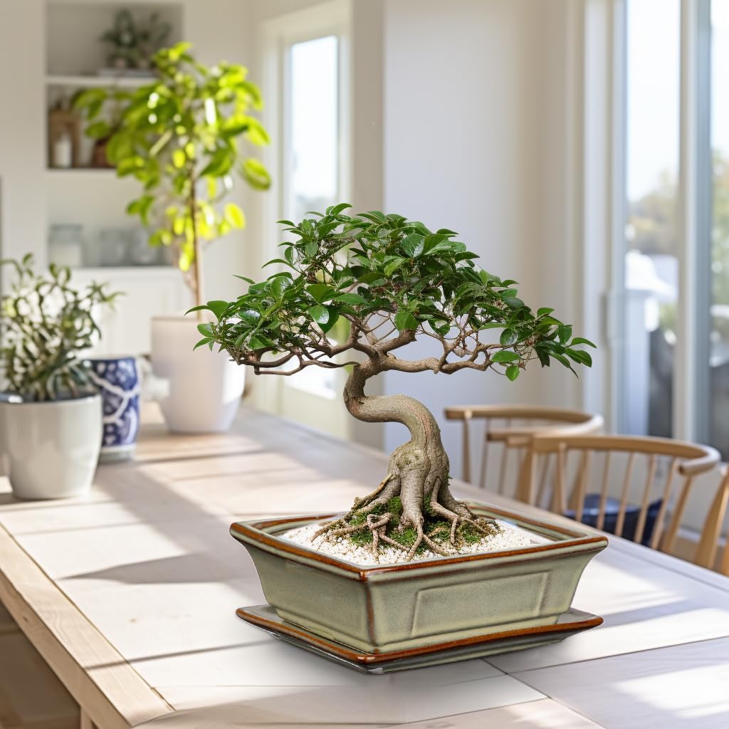 Ceramic Bonsai Pots with Drainage Tray, Set of 2 Rectangular Glazed Bonsai Planters for Indoor/Outdoor Use, Shallow Brown Bonzai Tree Pots for Succulent, Orchids, Cacti, Home, Patio, Garden, 7.5"x5.5"