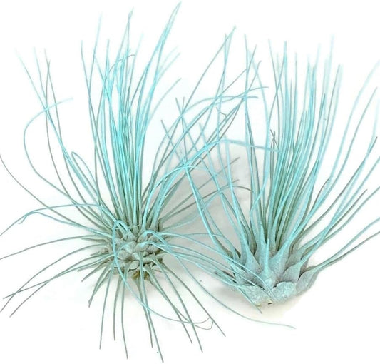 Thin Air Plant, Guatemala Tillandsia Live Airplant, Healthy Arrival Guaranteed, Great Indoor Plant, Home Decor & Gift (Jade)